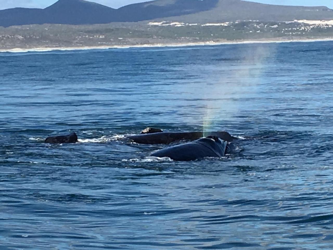 Marine 5 Boutique Hotel Gansbaai Kültér fotó